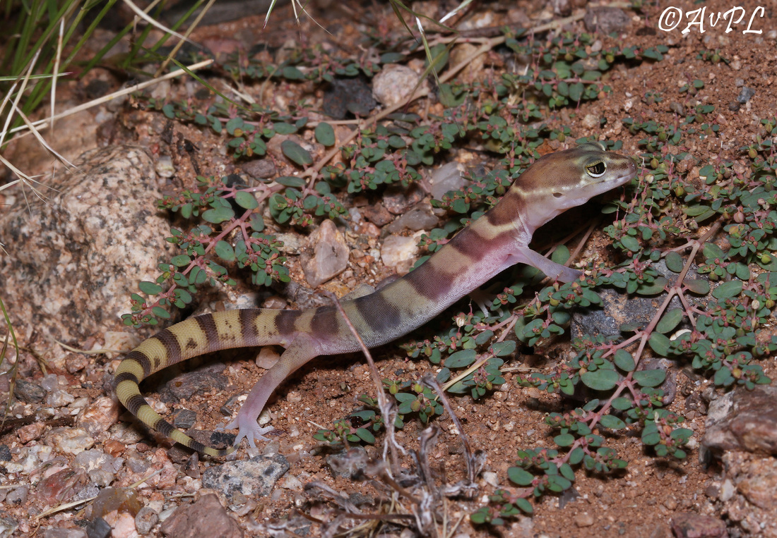  Anthonyvpl, Arizona, Herp, Trip, AVPL, Western Banded Gecko, Coleonyx variegatus