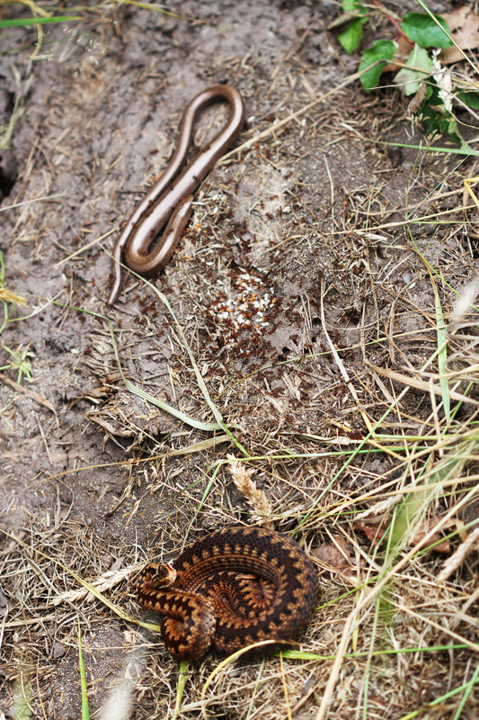 Avpl, Slow worm, Anguis fragilis and Adder, Vipera berus, Anthonyvpl, Anthony Plettenberg Laing, Dorset