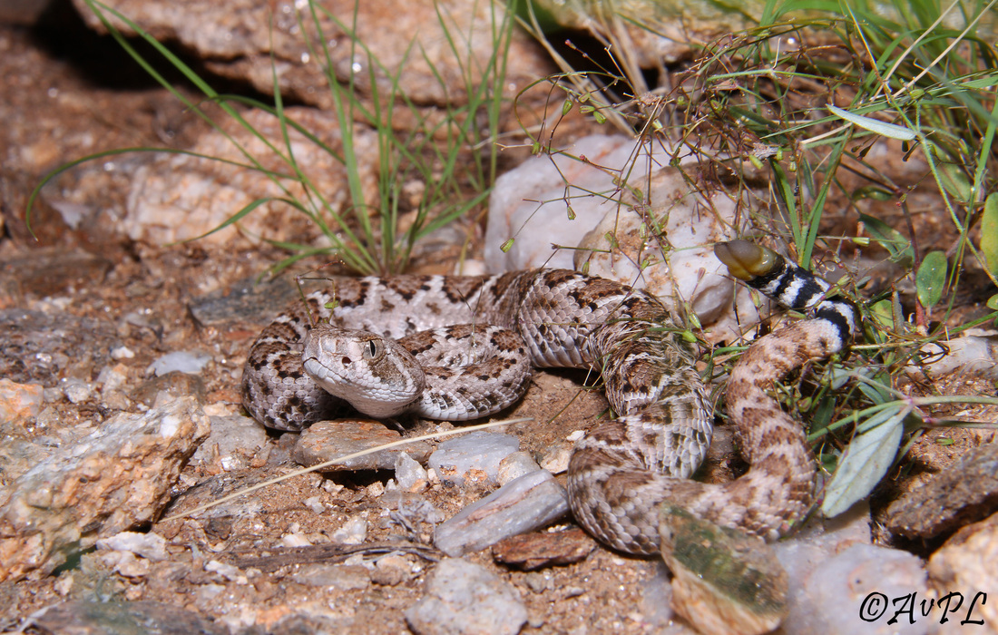  Anthonyvpl, Arizona, Herp, Trip, AVPL, Juvenile, In-Situ, Western Diamondback Rattlesnake, Crotalus atrox, Red Rock