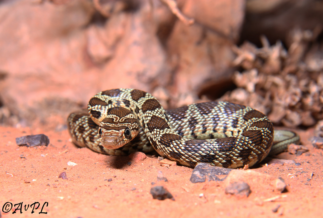 horseshoe whip snake, hemorrhois hippocrepis, Morocco, anthonyvpl, juvenile