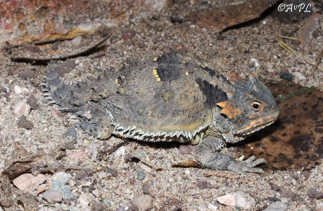 Anthonyvpl, Arizona, Herp, Trip, AVPL, Greater Short Horned Lizard, Phrynosoma hernandesi