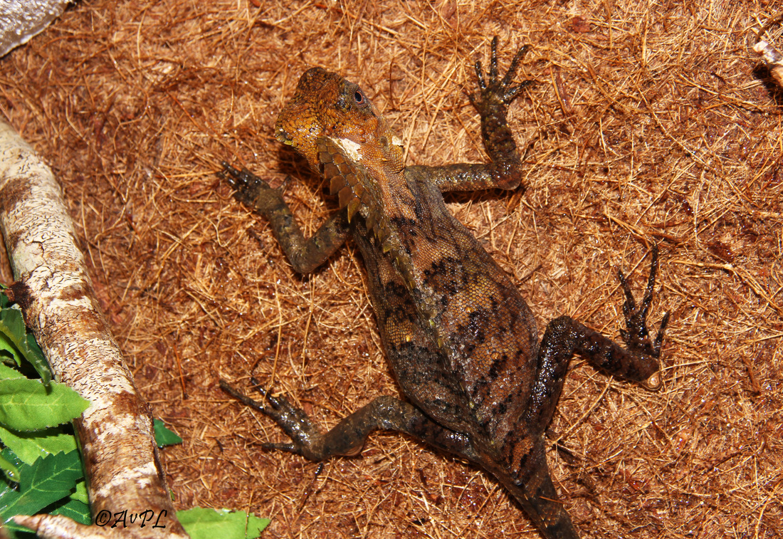 Avpl, Chameleon Forest Dragon, Gonocephalus chamaeleontinus, Anthonyvpl, Gravid