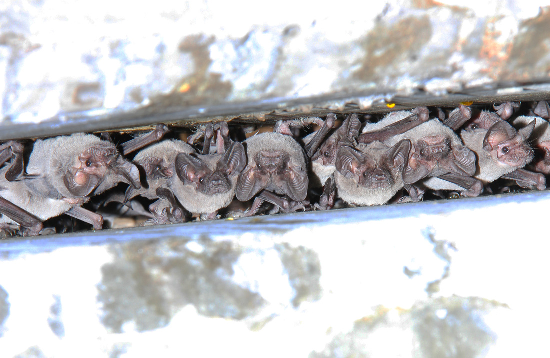  Anthonyvpl, Arizona, Herp, Trip, AVPL, Mexican Free Tailed Bats, Tadarida brasiliensis, under bridge, Tuscon.