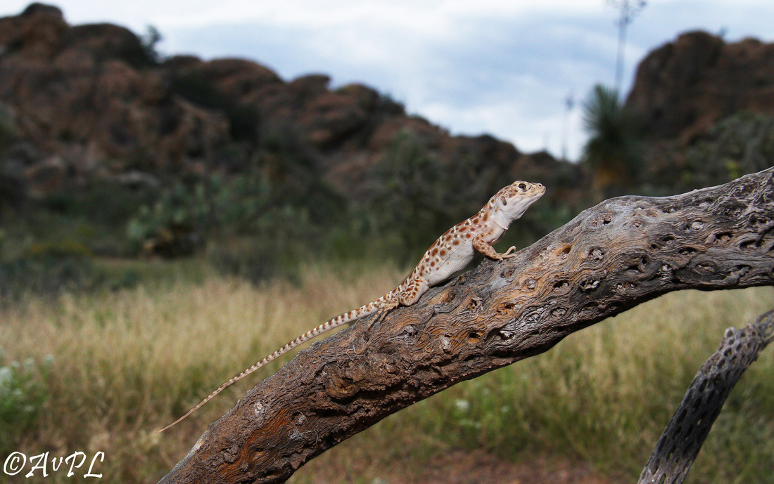  Anthonyvpl, Arizona, Herp, Trip, AVPL, Long Nosed Leopard Lizard, Gambelia wislizenii, Granite Gap
