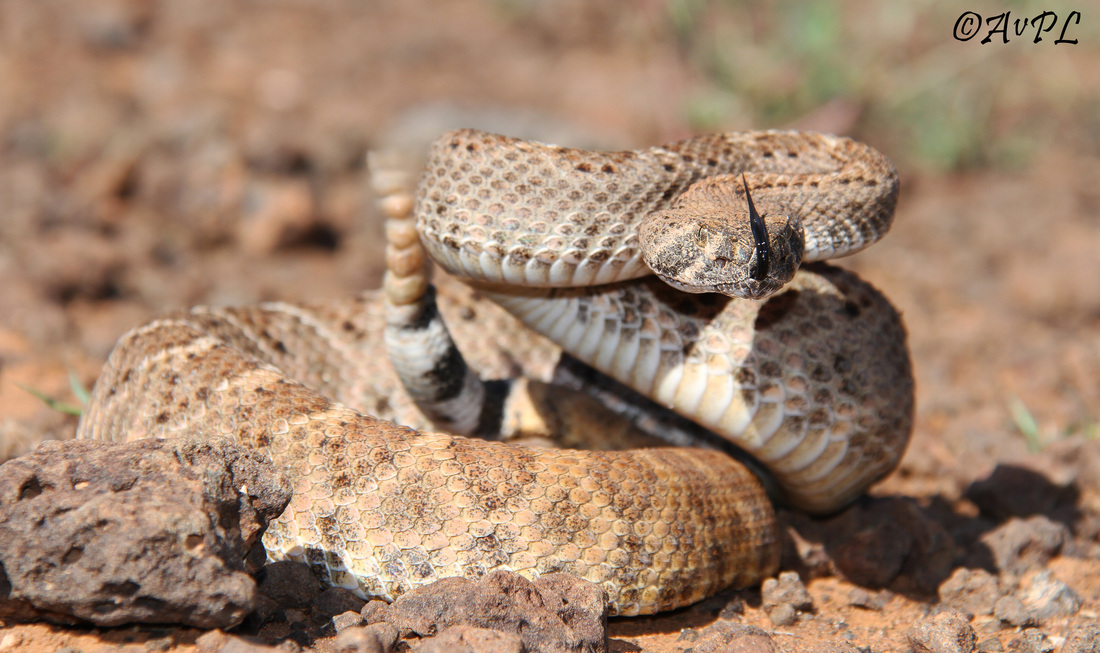 Anthonyvpl, Arizona, Herp, Trip, AVPL, Western Diamondback Rattlesnake, Crotalus atrox, Antelope Pass