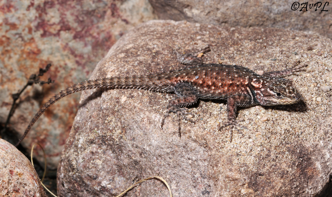 Anthonyvpl, Arizona, Herp, Trip, AVPL, Yarrow's Spiny Lizard, Sceloporus jarrovii, Chiricahua Mountains