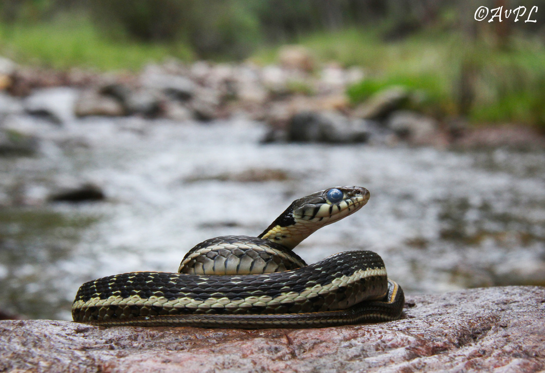 Anthonyvpl, Arizona, Herp, Trip, AVPL, Black-necked Garter Snake, Thamnophis cyrtopsis