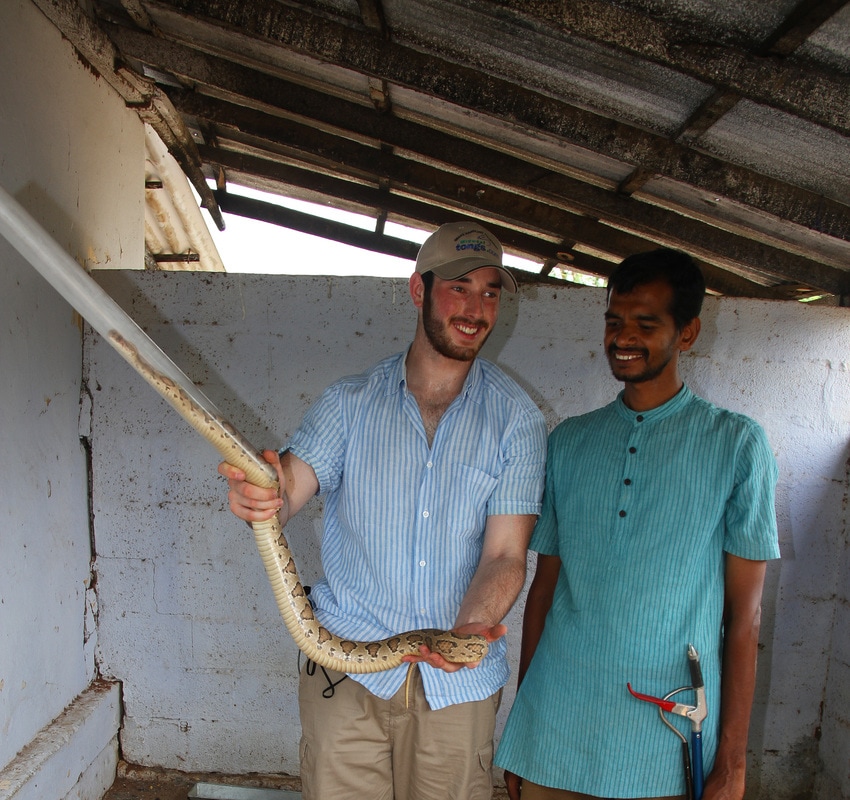 Anthony von Plettenberg Laing, tubing, Daboia russelii, Russell's Viper, India